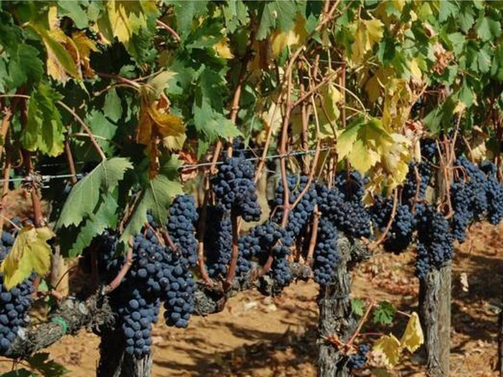 Agriturismo Borgo Dell'Aschetto Marina di Cerveteri Værelse billede